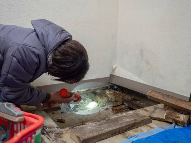 Environmental Consulting for Mold Prevention in Peosta, IA
